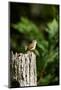 Carolina Wren-Gary Carter-Mounted Photographic Print