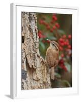 Carolina Wren-Gary Carter-Framed Photographic Print