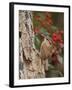 Carolina Wren-Gary Carter-Framed Photographic Print