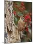 Carolina Wren-Gary Carter-Mounted Photographic Print