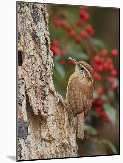 Carolina Wren-Gary Carter-Mounted Photographic Print