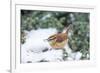 Carolina Wren-Gary Carter-Framed Photographic Print