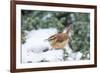 Carolina Wren-Gary Carter-Framed Photographic Print