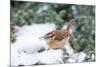 Carolina Wren-Gary Carter-Mounted Photographic Print