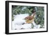 Carolina Wren-Gary Carter-Framed Photographic Print