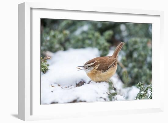 Carolina Wren-Gary Carter-Framed Photographic Print