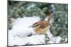 Carolina Wren-Gary Carter-Mounted Photographic Print