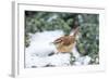 Carolina Wren-Gary Carter-Framed Photographic Print