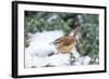 Carolina Wren-Gary Carter-Framed Photographic Print