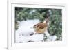 Carolina Wren-Gary Carter-Framed Photographic Print