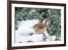 Carolina Wren-Gary Carter-Framed Photographic Print