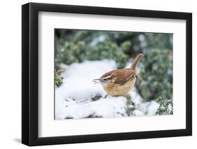 Carolina Wren-Gary Carter-Framed Photographic Print