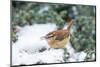 Carolina Wren-Gary Carter-Mounted Photographic Print