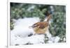 Carolina Wren-Gary Carter-Framed Photographic Print