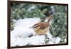 Carolina Wren-Gary Carter-Framed Photographic Print