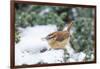 Carolina Wren-Gary Carter-Framed Photographic Print