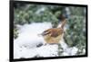 Carolina Wren-Gary Carter-Framed Photographic Print