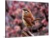 Carolina Wren-Adam Jones-Stretched Canvas