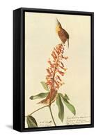 Carolina Wren-John James Audubon-Framed Stretched Canvas