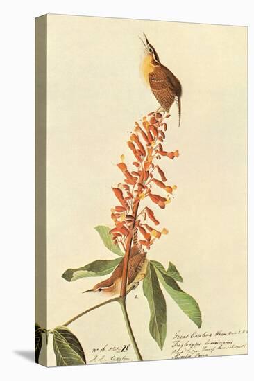 Carolina Wren-John James Audubon-Stretched Canvas