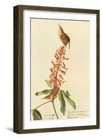 Carolina Wren-John James Audubon-Framed Art Print