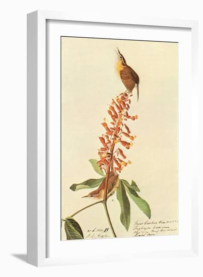 Carolina Wren-John James Audubon-Framed Art Print