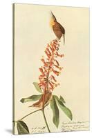 Carolina Wren-John James Audubon-Stretched Canvas