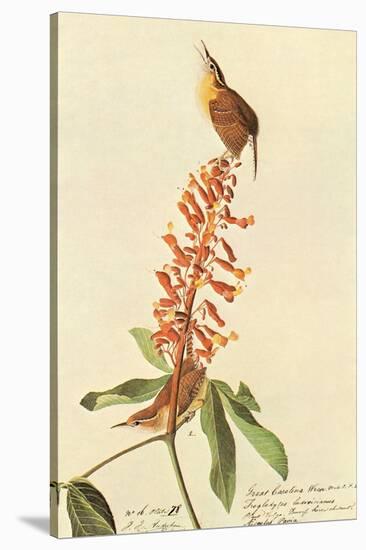 Carolina Wren-John James Audubon-Stretched Canvas