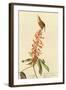 Carolina Wren-John James Audubon-Framed Art Print