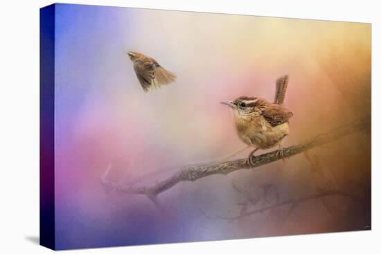 Carolina Wrens-Jai Johnson-Stretched Canvas