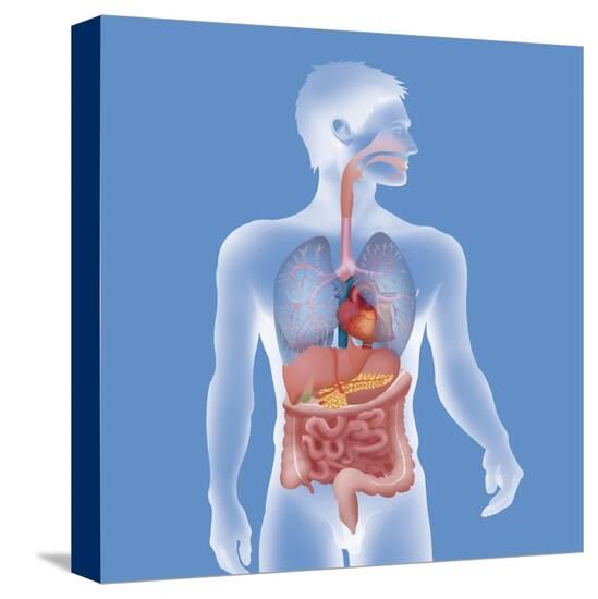 Stretched Canvas Print, , large