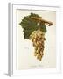 Caroline Bury Grape-J. Troncy-Framed Giclee Print