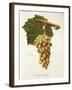 Caroline Bury Grape-J. Troncy-Framed Giclee Print