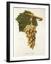 Caroline Bury Grape-J. Troncy-Framed Giclee Print