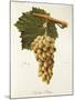 Caroline Bury Grape-J. Troncy-Mounted Giclee Print