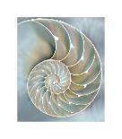 Nautilus in Blue II-Caroline Kelly-Giclee Print