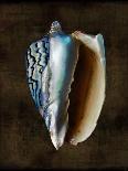 Shell Coral Aqua Blue II-Caroline Kelly-Art Print