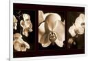 Gramercy White