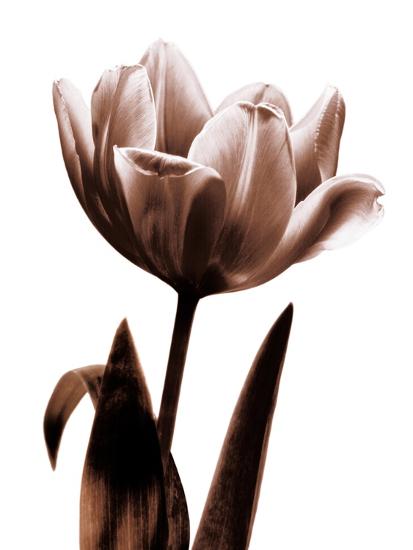 Photo, , large