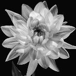 White Dahlia I-Caroline Kelly-Photo