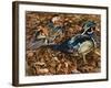 Carolonia Ducks, 1991-Sandra Lawrence-Framed Giclee Print