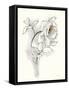 Carols Roses III Soft Gray-Shirley Novak-Framed Stretched Canvas