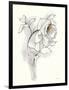 Carols Roses III Soft Gray-Shirley Novak-Framed Art Print