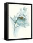 Carols Roses V Blue-Shirley Novak-Framed Stretched Canvas