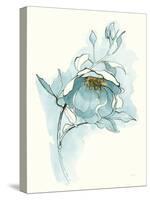 Carols Roses V Blue-Shirley Novak-Stretched Canvas