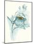 Carols Roses V Blue-Shirley Novak-Mounted Art Print