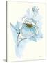 Carols Roses V Blue-Shirley Novak-Stretched Canvas