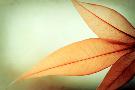 Laminate