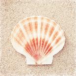 Scallop Shell-Carolyn Cochrane-Photographic Print