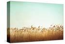 Stretched Canvas